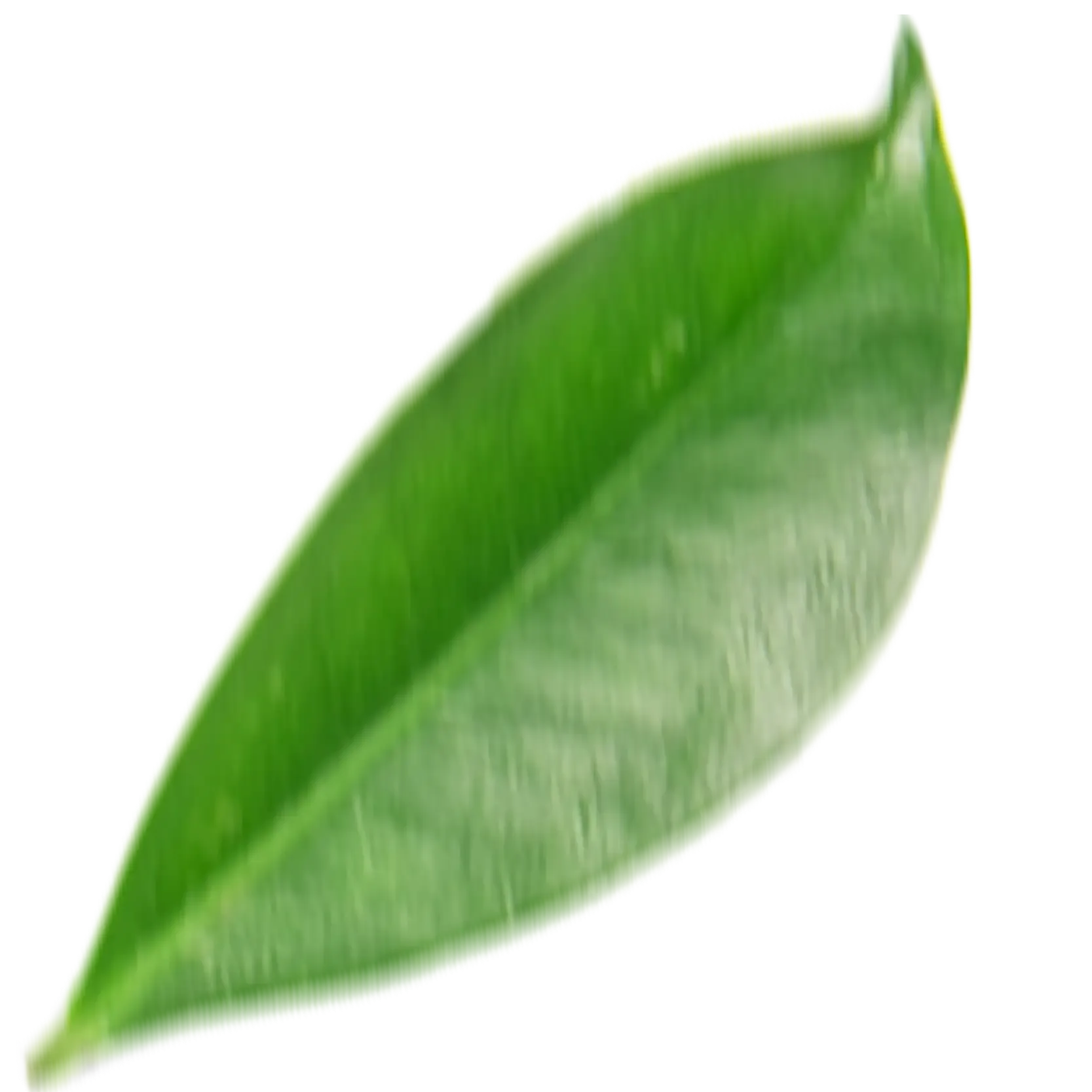UNAG Logo